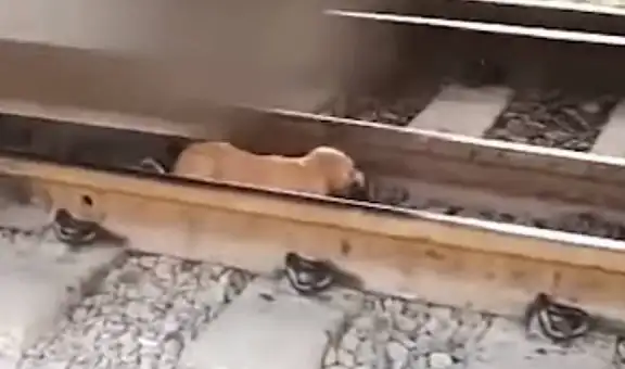 Perro callejero salva de morir tras caminar por debajo de un tren en movimiento [VIDEO]