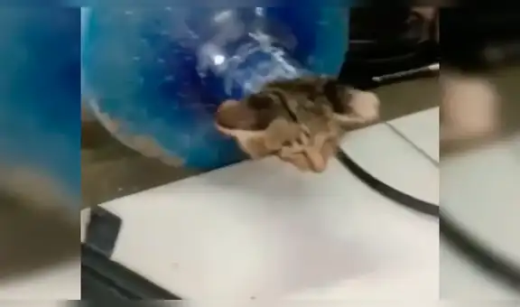 Gato es abandonado con la cabeza atorada en un bidón, lo curan y lo terminan adoptando [VIDEO]