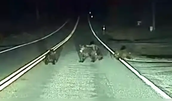 Conductor estuvo al borde de arrollar unas extrañas criaturas y ocurre lo menos pensado [VIDEO]
