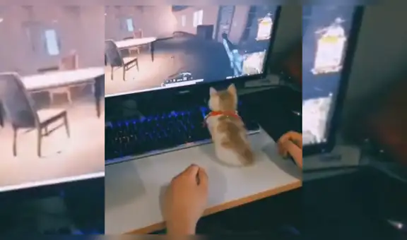 Gato juega PUBG con su dueño y sorprende a más de uno con su destreza [VIDEO]