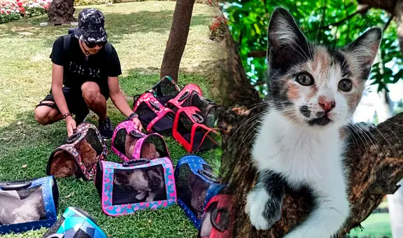 ¿Cómo sobreviven los gatos del parque Kennedy?