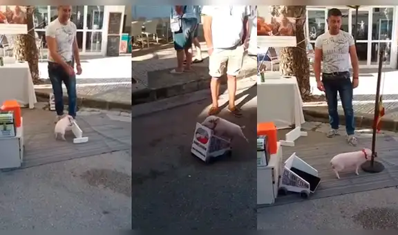YouTube viral: miles sorprendidos con cerdito que hace trucos a cambio de monedas [VIDEO]