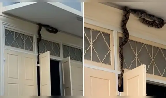 Escolares quedan sorprendidos al hallar gigantesca serpiente pitón intentando entrar a un salón [VIDEO]