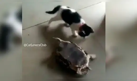 Gato ve a tortuga en problemas y su inesperada reacción sorprende a su dueña [VIDEO]