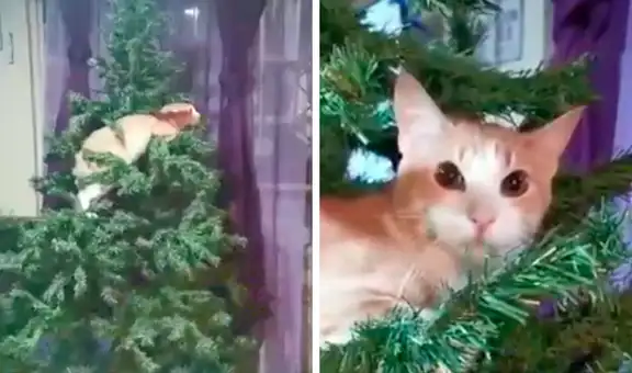Gato sube a escondidas a un árbol de Navidad pero su dueña lo descubre 