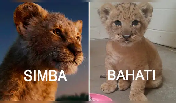 El Rey León: conoce a Bahati, la tierna felina que inspiró a Disney para crear live action [VIDEO]