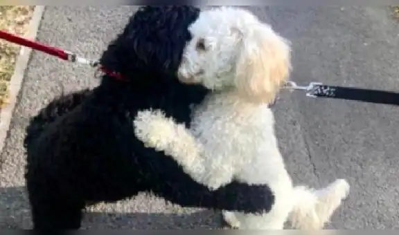 Perro tiene conmovedor reencuentro con su hermana después de ser adoptados por diferentes familias [FOTOS]
