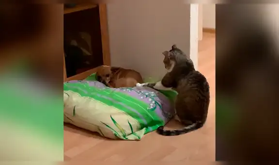 Gato intenta robar la atención de un pequeño perro, pero este la ignora por completo [VIDEO]