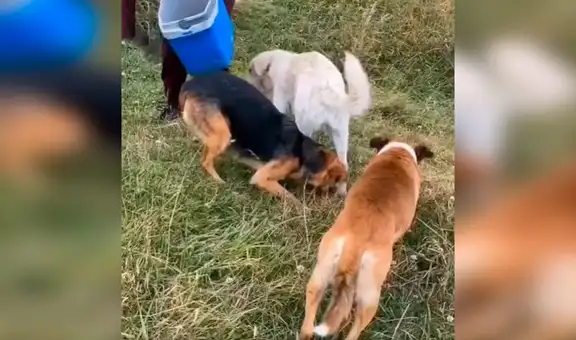 Encuentran perros abandonados en desolada carretera y los ayudan [VIDEO] 