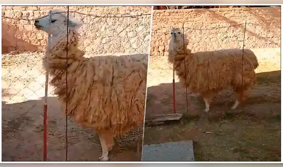 Facebook viral: llama ‘diabólica’ hace pasar momentos de terror a joven turista y las imágenes inquietan las redes [VIDEO]
