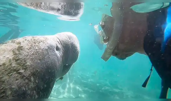 Hombre intenta sacarse selfie con enorme manatí y animal tuvo una amigable reacción [VIDEO]