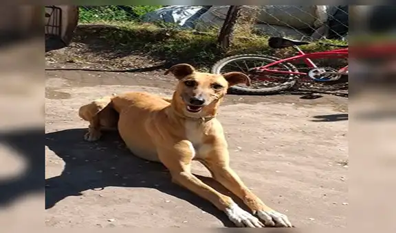 Joven ofrece su carro como recompensa para recuperar a su perro: “Él vale mucho más” [FOTOS]