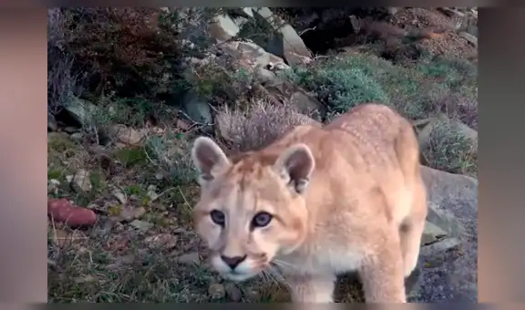 Colocan cámara en recinto de pumas y se percatan de curiosa escena de cachorro [VIDEO]