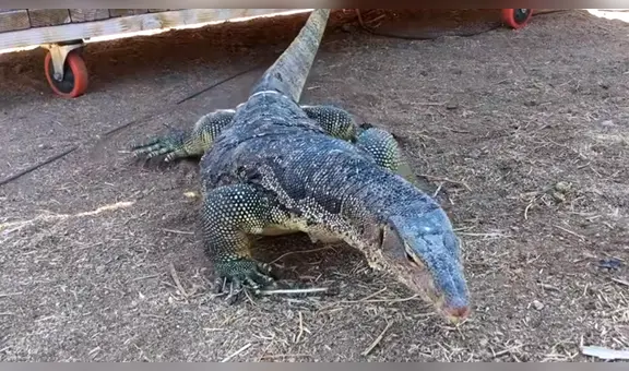 Dragon de Komodo encuentra a cerdo bebé y trágico final deja aterrados a miles [VIDEO]