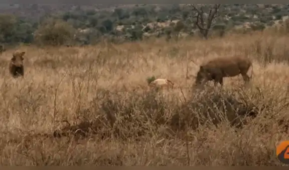 Feroz guepardo captura a un impala, pero una manada de jabalíes le arrebata la presa [VIDEO]