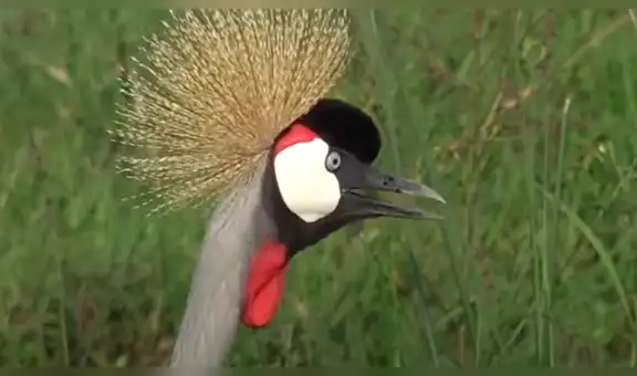 Ave en peligro de extinción se enfada con elefante que estuvo a punto de destruir su nido [VIDEO]