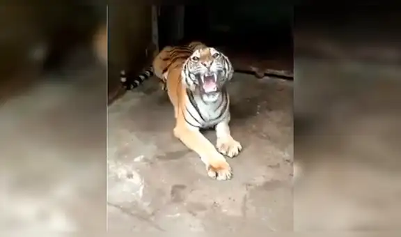 Chico se acerca demasiado a jaula de feroz tigre para tomarse un ‘selfie’, sin sospechar lo que pasaría [VIDEO]