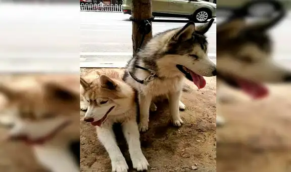 Perrito ayuda a su ‘hermano’ con discapacidad visual a saltar de una banqueta 