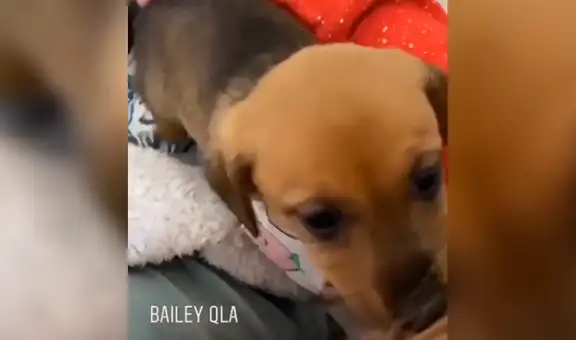 Joven queda sorprendida con la destreza de su perrita recién adoptada