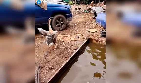 Ganso defiende su espacio y no permite que un perro ingrese a su piscina [VIDEO] 