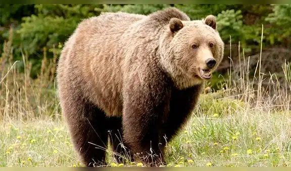 Hombre mata a un oso en defensa propia y le corta las garras para tenerlas de recuerdo