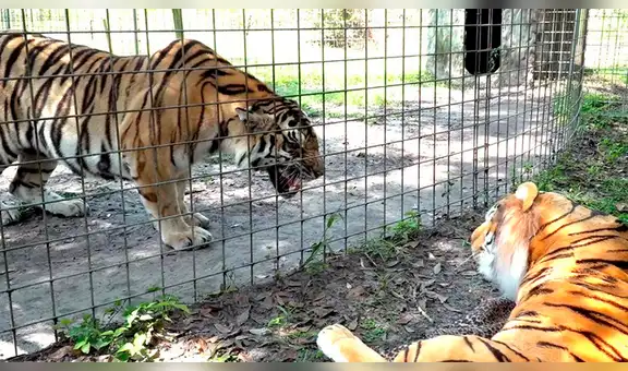 Entrenadora le enseña muñeco de tigre a felino enjaulado y este tiene furiosa reacción [VIDEO]