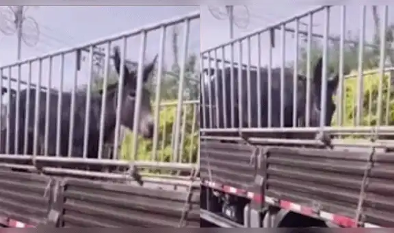 Burro se arrodilla y llora para no ser llevado al matadero, conmoviendo a las redes [VIDEO]