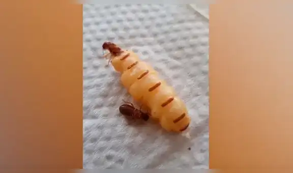 Hombre graba impactante momento en que una enorme termita reina pare cientos de larvas [VIDEO]
