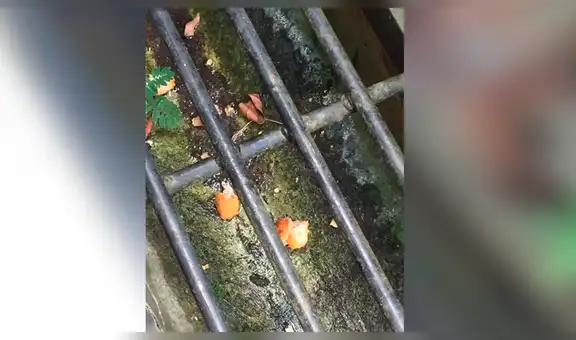 Facebook viral: le obsequia dos 'nuggets de pollo' a gato callejero, lo sigue y observa esto [FOTOS]