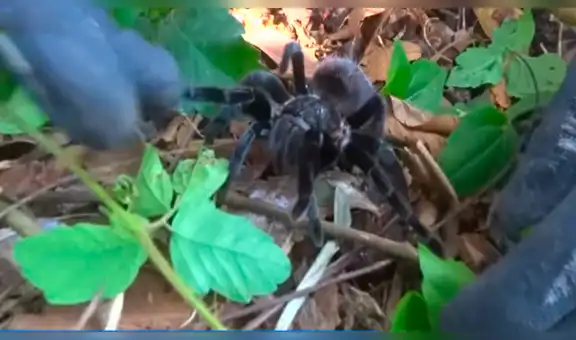 Hombre deja que tarántula venenosa muerda su brazopara cumplir reto extremo [VIDEO]