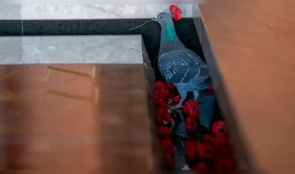 Paloma roba hermosas flores de la tumba de un soldado para hacer su nido [FOTOS]