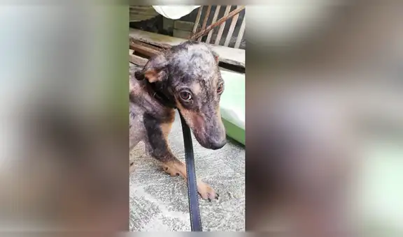 Salvan a perro callejero en su hogar, lo curan y sufre radical cambio de aspecto [FOTOS]