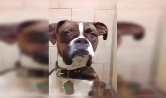 Facebook viral: perro tiene furiosa reacción cuando su dueño lo deja en el veterinario [VIDEO] 