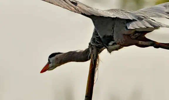 Fotógrafo capta a una anguila saliendo de la garganta de una garza [FOTOS]