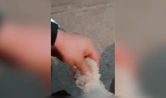 Perro finge estar con la pata lastimada para obtener la atención de su dueño [VIDEO]