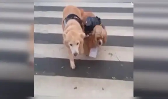 Perro guía lleva a su amigo ciego a dar una caminata y cautivan a miles [VIDEO]