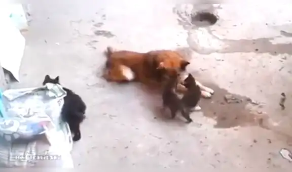 Instala cámara de seguridad en su casa y descubre lo que su perro y gata hacen en su ausencia [VIDEO]