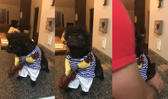 Pareja coloca vestimenta de rockstar ochentero a su perrita y quedan impresionados