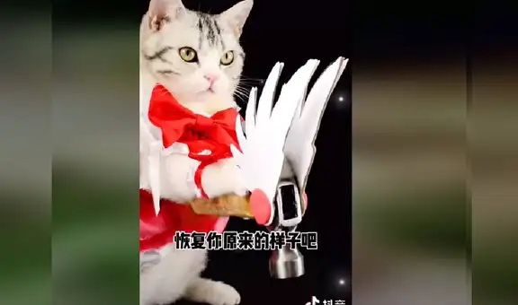 Gata se ‘transforma’ en Sakura Card Captor y emociona a miles en las redes sociales [VIDEO]