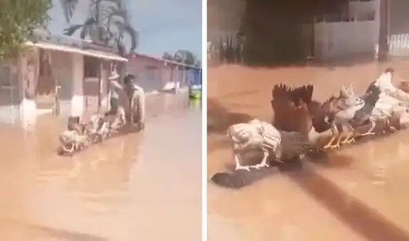 Hombre rescata y salva la vida de sus gallinas tras una inundación 
