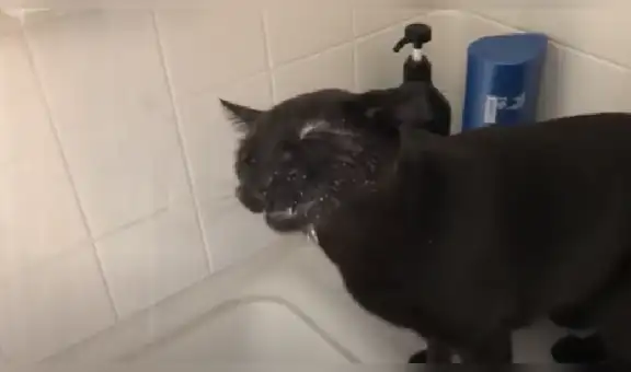 Gato tiene increíble reacción al saber que su dueña lo iba a meter al agua [VIDEO]