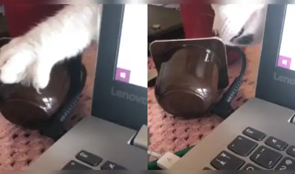 Travieso gato intenta robar el postre de su dueña mientras ella trabaja en la computadora [VIDEO]