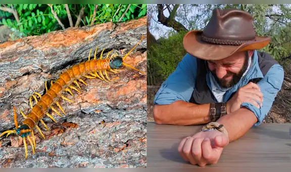 Se deja morder por ciempiés gigante para comprobar su letalidad, sin imaginar lo que sucedería [VIDEO] 