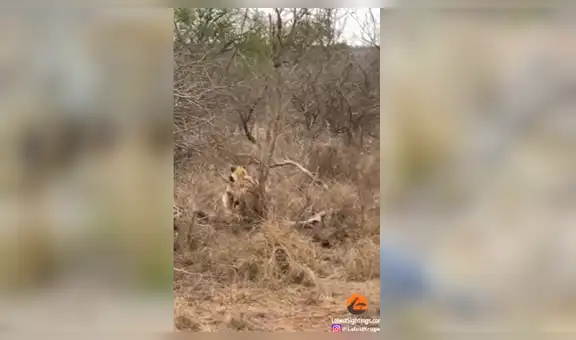 Serpiente pitón está a punto de devorar un impala y feroz hiena le roba su presa [VIDEO]