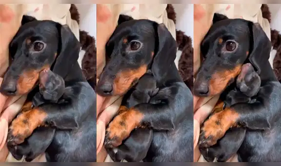 Influencer canina se vuelve madre de seis adorables cachorros y conmueve a miles [VIDEO]