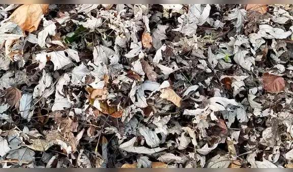 ¿Logras hallar al gato escondido entre las hojas?: el nuevo reto viral que pocos pueden superar [FOTOS]