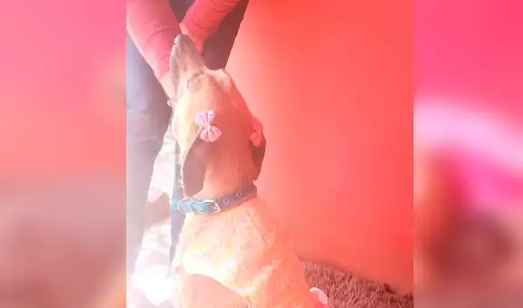Cati, la perrita que nadie quiere cuidar por sufrir de una terrible enfermedad [FOTOS]