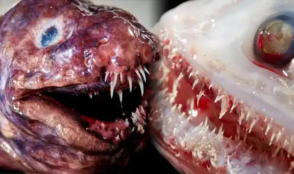 ¿Cómo lucen los animales marinos descubiertos en el océano Índico? Revelan impactantes imágenes