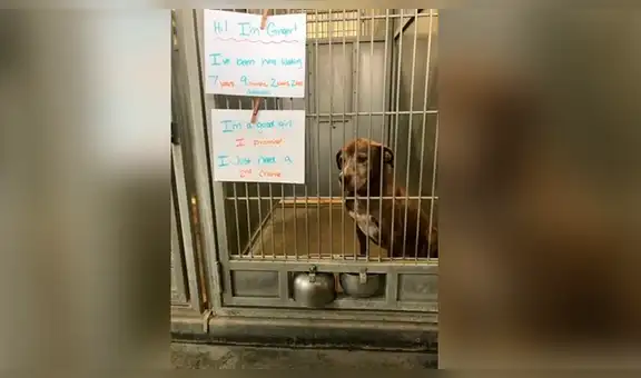 Perrita encuentra hogar tras pasar siete largos años en un refugio para animales [VIDEO]