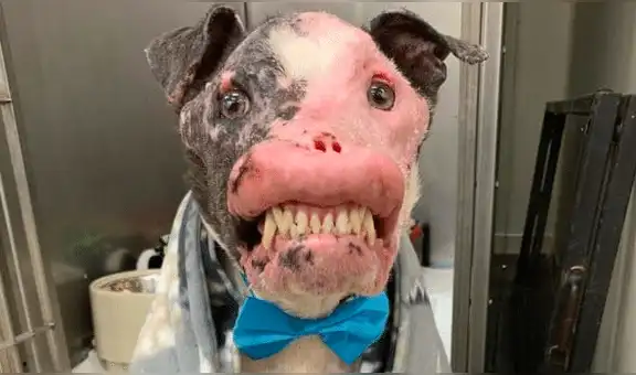 Perro con enfermedad autoinmune demuestra que la belleza interior sí existe [FOTOS]